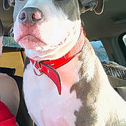 Prince is registered to the contest to win money with this photo: dog, pet, red_collar, car_interior, sunlight, animal, close_up, white_and_gray_fur, seated, domestic_animal, ears, nose, whiskers, window, seat, daylight, companion, mammal, portrait, alert