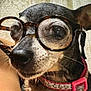 dog, glasses, close_up, pet, collar, animal, cute, portrait, small_dog, indoor, whiskers, face, nose, ears, furry, domestic_animal, brown, black, pink, accessory