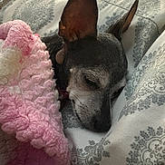 Penelope is registered to the contest to win money with this photo: bed, blanket, close_up, comfort, cozy, cute, dog, domestic_animal, ears, fabric, fur, indoors, nap, patterned, peaceful, pet, relaxation, resting, sleeping, snuggled