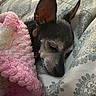 bed, blanket, close_up, comfort, cozy, cute, dog, domestic_animal, ears, fabric, fur, indoors, nap, patterned, peaceful, pet, relaxation, resting, sleeping, snuggled