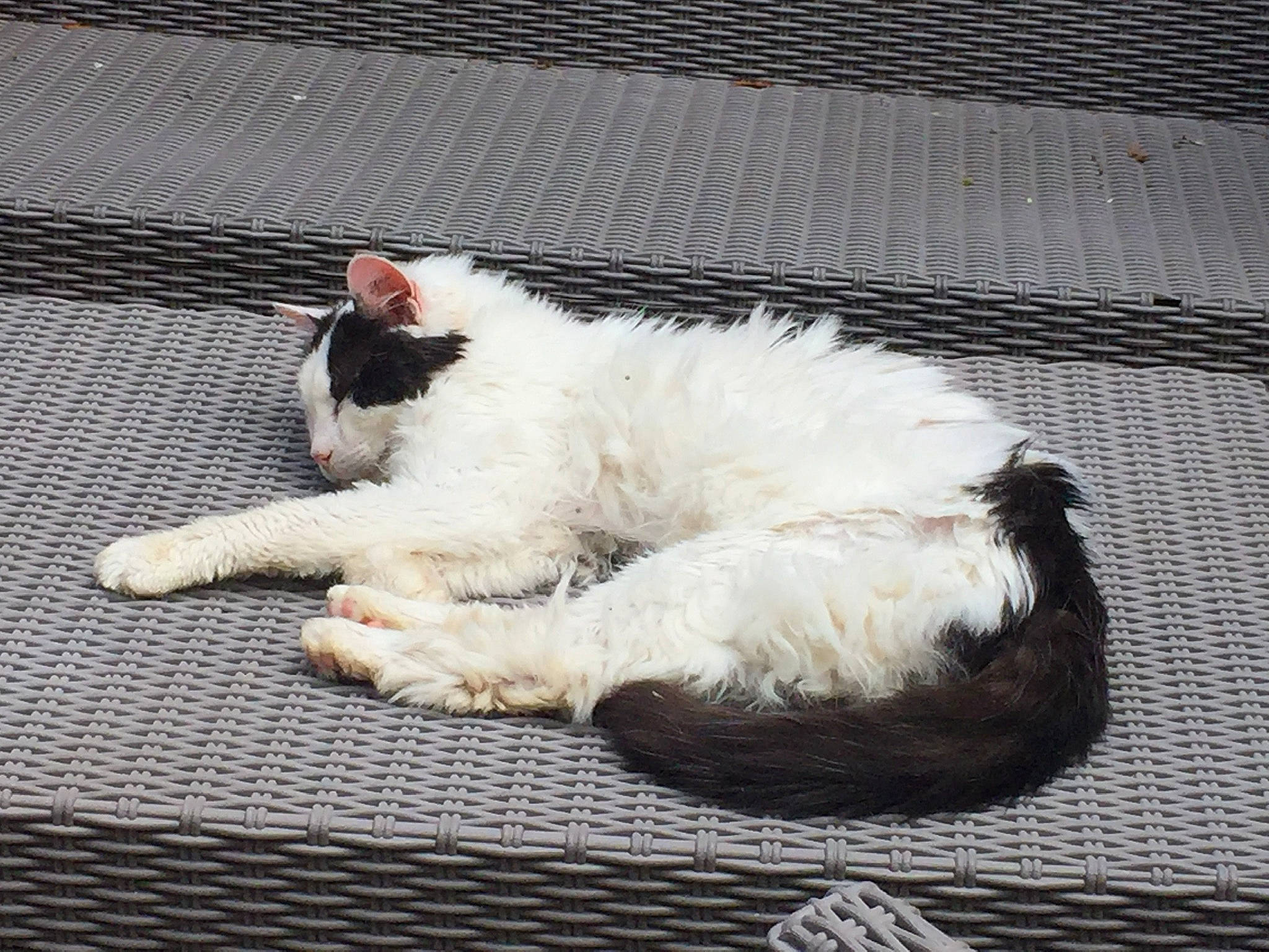 Calinou a rejoint le concours — aidez-le/la à gagner de superbes lots ! canidae, carnivore, cat, claw, comfort, companion_dog, dog_breed, domestic_short_haired_cat, fawn, felidae, foot, fur, human_leg, nap, paw, small_to_medium_sized_cats, sporting_group, tail, terrestrial_animal, whiskers