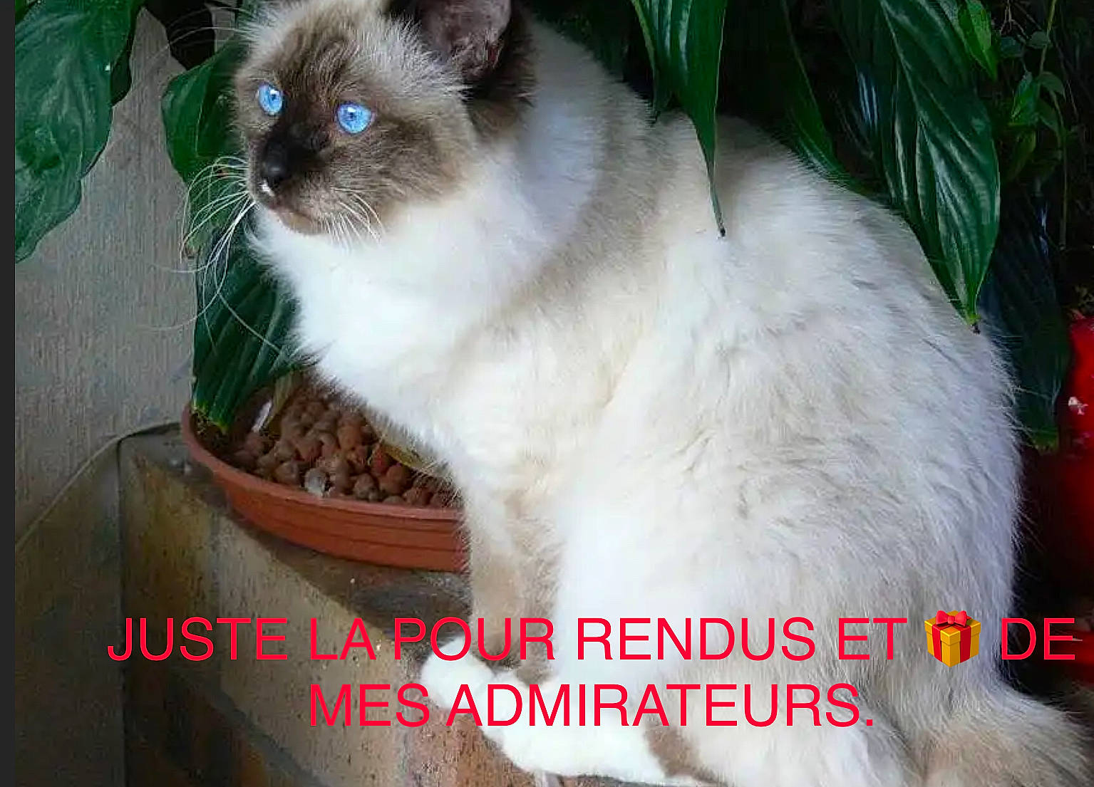 Calinou a rejoint le concours — aidez-le/la à gagner de superbes lots ! carnivore, cat, domestic_short_haired_cat, eye, fawn, felidae, flowerpot, fur, grass, houseplant, organism, photo_caption, plant, siamese, sitting, small_to_medium_sized_cats, snout, tail, tree, whiskers