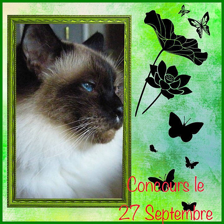 Calinou participe au concours pour gagner de l'argent avec cette photo : advertisement, angora, animal, art, cat, collage, envelope, greetingcard, herbal, herbs, kitten, leaf, mail, pet, plant, poster, siamese, sticker