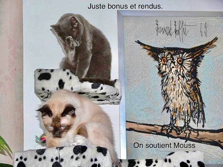 Calinou participe au concours pour gagner de l'argent avec cette photo : adaptation, carnivore, cat, collage, eyelash, fang, felidae, font, fur, illustration, mammal, organism, photo_caption, siamese, small_to_medium_sized_cats, snout, tail, terrestrial_animal, whiskers, wildlife