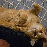 Garfield joined the competition — help win amazing prizes! cat, orange_cat, fluffy, pet, indoor, bed, blanket, human_leg, resting, cute, animal, feline, fur, whiskers, paw, relaxed, yellow_eyes, upside_down, closeup, domestic_animal