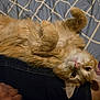 cat, orange_cat, fluffy, pet, indoor, bed, blanket, human_leg, resting, cute, animal, feline, fur, whiskers, paw, relaxed, yellow_eyes, upside_down, closeup, domestic_animal