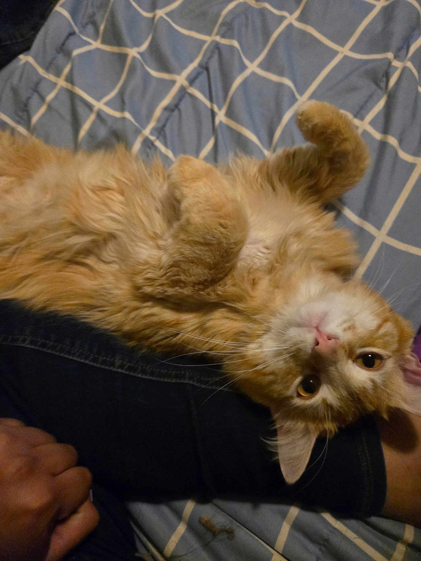 Garfield