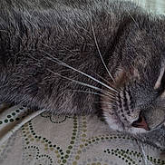 P-Air joined the competition — help win amazing prizes! cat, gray_cat, tabby, pet, animal, whiskers, fur, lying_down, close_up, sleepy, relaxed, indoor, fabric, patterned_fabric, eye, ear, nose, paw, resting, domestic_animal