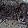 cat, gray_cat, tabby, pet, animal, whiskers, fur, lying_down, close_up, sleepy, relaxed, indoor, fabric, patterned_fabric, eye, ear, nose, paw, resting, domestic_animal
