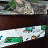 cat, gray_cat, bunk_bed, wooden_frame, minecraft_bedding, green, blue, cartoon_sticker, indoor, resting, pet, feline, bedroom, home, relaxed, animal, cute, cozy, eyes, horizontal