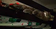 P-Air joined the competition — help win amazing prizes! cat, bunk_bed, wooden_furniture, bedroom, blanket, minecraft, pixel_art, relaxed, indoor, pet, animal, feline, gray_cat, comfort, sleeping_area, cozy, quiet, home, resting, furniture