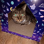 Despereaux is registered to the contest to win money with this photo: cat, tabby, cardboard_house, indoor, wooden_floor, mystical_symbols, animal, pet, feline, resting, eyes, collar, closeup, patterned, cute, cozy, home, relaxed, box, sitting
