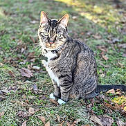 Despereaux is registered to the contest to win money with this photo: animal, bokeh, cat, collar, cute, domestic_cat, fall_leaves, grass, green_eyes, nature, outdoor, paws, pet, portrait, sitting, stripes, sunlight, tabby_cat, tag, whiskers
