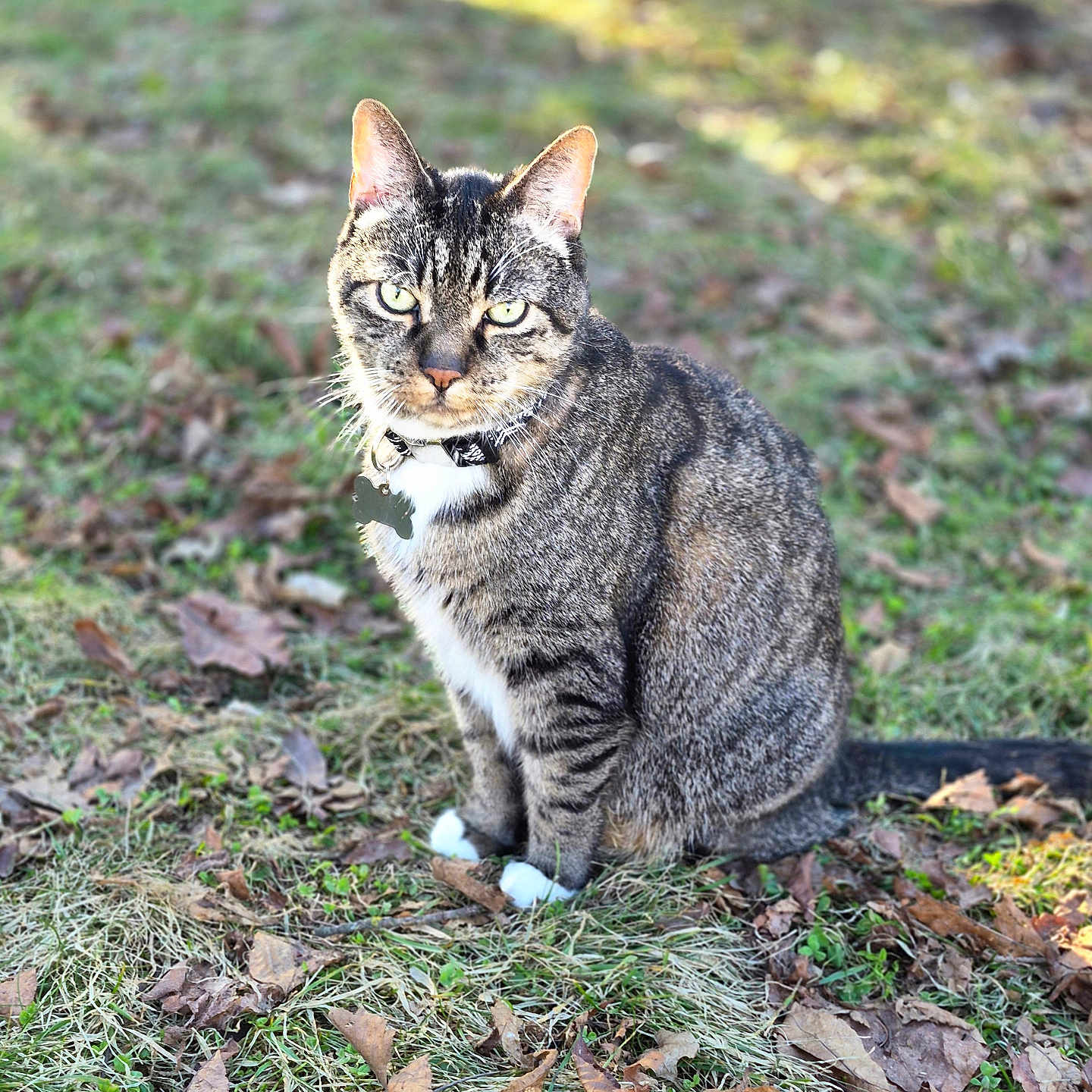Despereaux is registered to the contest to win money with this photo: animal, bokeh, cat, collar, cute, domestic_cat, fall_leaves, grass, green_eyes, nature, outdoor, paws, pet, portrait, sitting, stripes, sunlight, tabby_cat, tag, whiskers