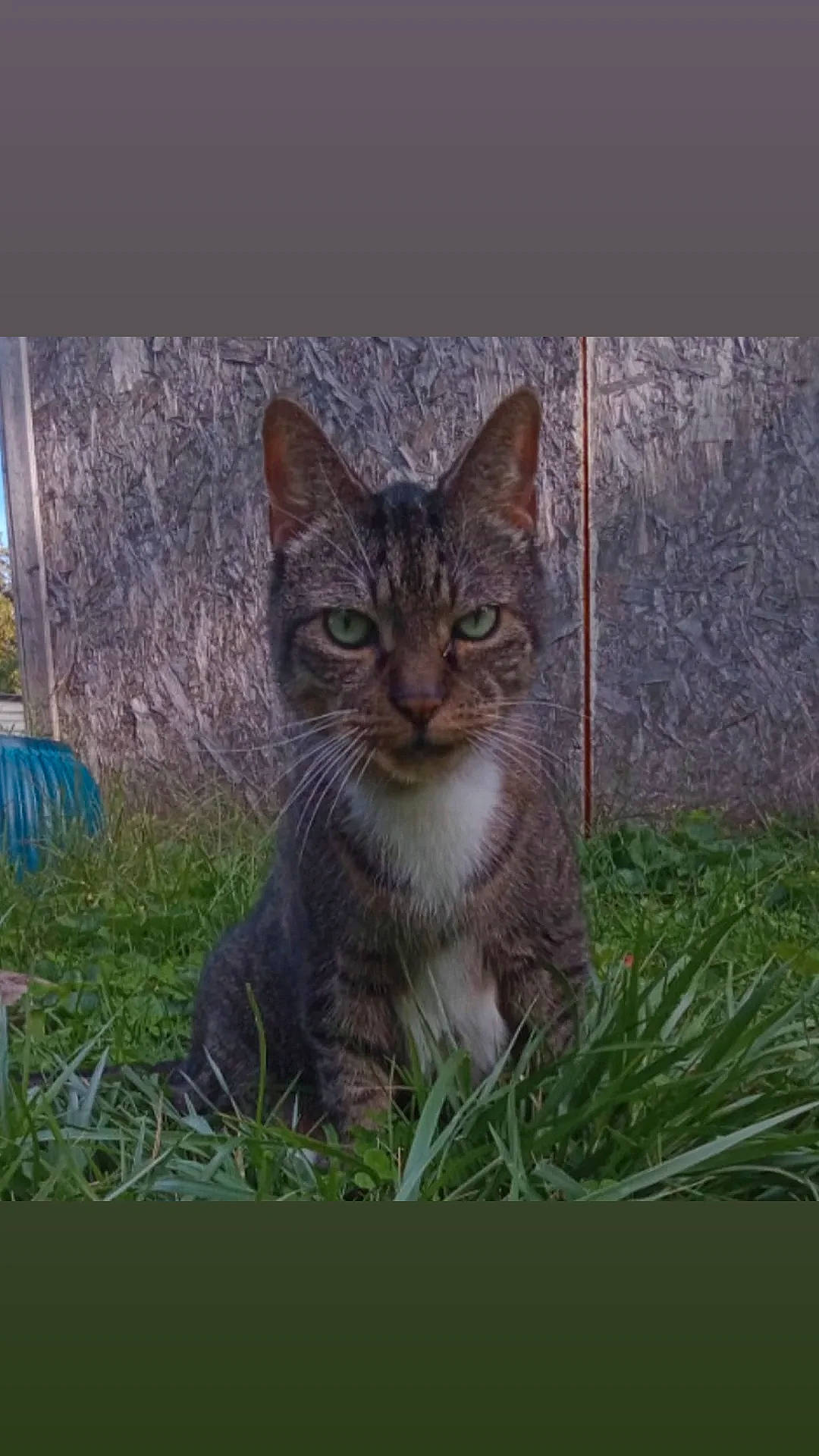 Despereaux joined the competition — help win amazing prizes! animal, backyard, cat, closeup, daylight, ears, fence, fur, grass, green_eyes, ground, nature, outdoor, pet, portrait, sitting, stare, tabby_cat, whiskers, wooden_panel