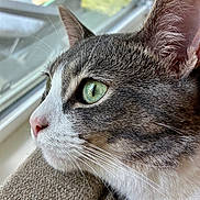 Ralph is registered to the contest to win money with this photo: cat, close_up, profile, green_eyes, whiskers, fur, curious, window, reflection, indoor, cozy, texture, pet, animal, domestic, resting, soft_light, focus, nature_view, relaxed