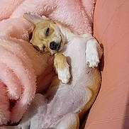 Maya participe au concours pour gagner de l'argent avec cette photo : dog, small_dog, sleeping, relaxed, pink_blanket, sofa, cozy, paw, fur, pet, indoor, cute, animal, resting, mammal, napping, comfort, domestic_animal, face, lying_down