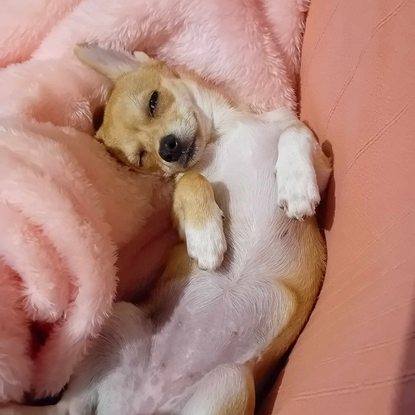 Maya participe au concours pour gagner de l'argent avec cette photo : animal, comfort, cozy, cute, dog, domestic_animal, face, fur, indoor, lying_down, mammal, napping, paw, pet, pink_blanket, relaxed, resting, sleeping, small_dog, sofa