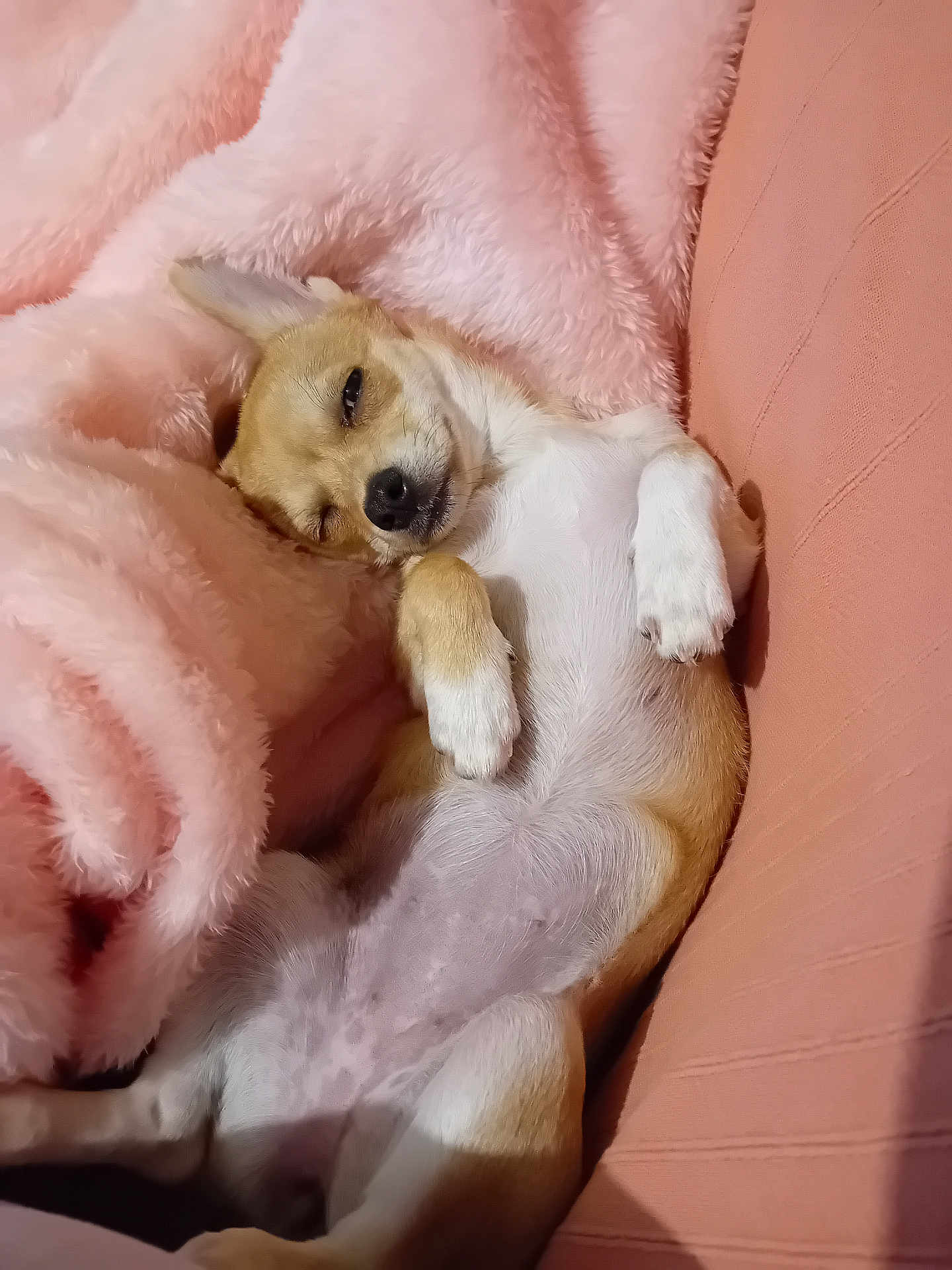 Maya participe au concours pour gagner de l'argent avec cette photo : dog, small_dog, sleeping, relaxed, pink_blanket, sofa, cozy, paw, fur, pet, indoor, cute, animal, resting, mammal, napping, comfort, domestic_animal, face, lying_down