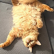 Axl Rose is registered to the contest to win money with this photo: cat, orange_cat, fluffy, fur, belly_up, lying_down, upside_down, paws, whiskers, eyes, ears, animal, pet, chair, patterned_fabric, indoor, sunlight, relaxed, funny_pose, photography