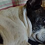 Roxie joined the competition — help win amazing prizes! dog, animal, pet, lying_down, black_and_white, fur, blanket, plaid, indoor, resting, close_up, face, side_view, cozy, relaxed, domestic, companion, sleepy, muzzle, snout