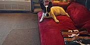 Roxie is registered to the contest to win money with this photo: dog, couch, blanket, carpet, heater, living_room, pet, furniture, indoor, resting, cozy, small_dog, black_and_white, canine, domestic_animal, relaxed, home, fur, ears, animal