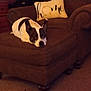 Roxie joined the competition — help win amazing prizes! dog, black_and_white, ottoman, brown, living_room, pillow, text_on_pillow, furniture, carpet, resting, pet, canine, cozy, indoor, relaxed, ears, snout, home_decor, wooden_drawers, couch
