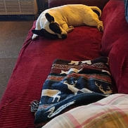 Roxie is registered to the contest to win money with this photo: dog, couch, blanket, pillow, indoor, resting, sleeping, pet, red_couch, patterned_blanket, plaid_pillow, carpet, heater, relaxation, cozy, furniture, animal, domestic, comfort, home