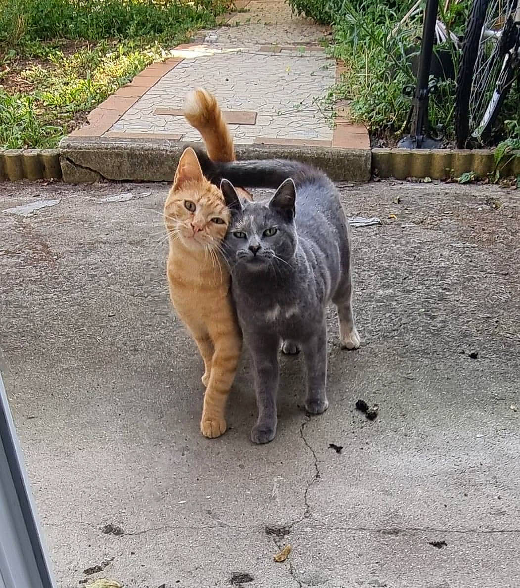 Kiki a rejoint le concours — aidez-le/la à gagner de superbes lots ! asphalt, carnivore, cat, domestic_short_haired_cat, fawn, felidae, fur, grass, groundcover, paw, plant, road, road_surface, sidewalk, sitting, small_to_medium_sized_cats, snout, tail, terrestrial_animal, whiskers