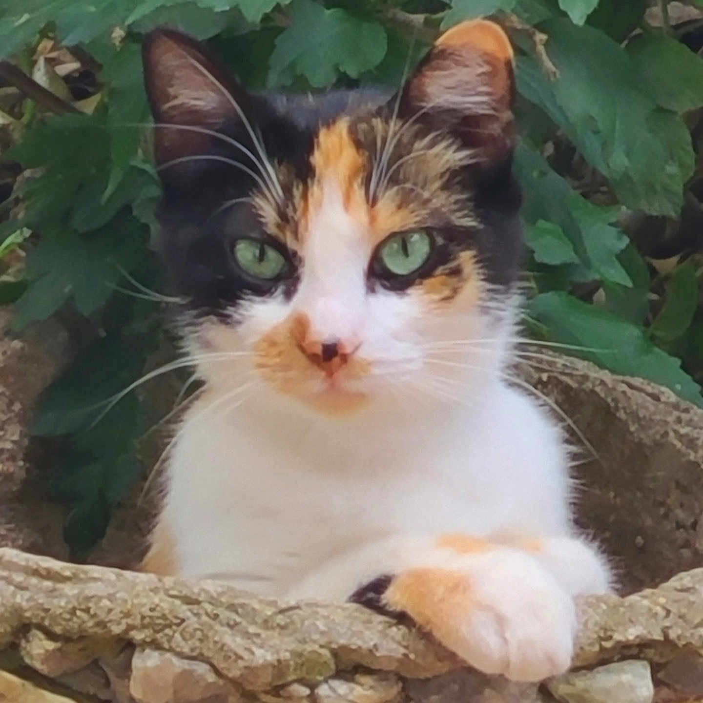 Caramel a rejoint le concours — aidez-le/la à gagner de superbes lots ! animal, calico, cat, closeup, curious, ears, feline, fur, garden, green_eyes, leafy_background, mammal, nature, outdoor, paws, pet, relaxed, resting, stone_wall, whiskers