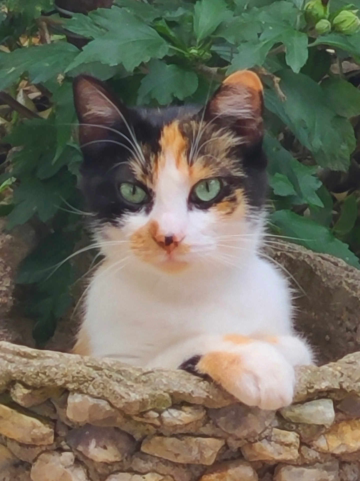 Caramel a rejoint le concours — aidez-le/la à gagner de superbes lots ! cat, calico, green_eyes, stone_wall, outdoor, nature, leafy_background, pet, animal, feline, resting, closeup, whiskers, ears, paws, fur, garden, relaxed, curious, mammal
