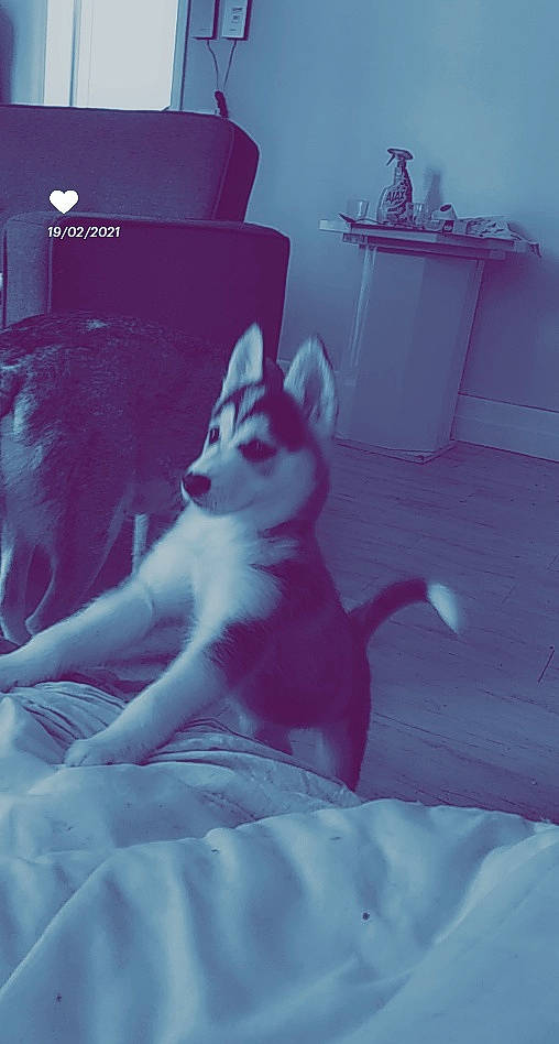 Nalla participe au concours pour gagner de l'argent avec cette photo : bedding, canidae, carnivore, comfort, companion_dog, dog, dog_breed, foot, fur, grey, human_leg, linens, mammal, monochrome_photography, room, sitting, small_to_medium_sized_cats, square, tail, vertebrate