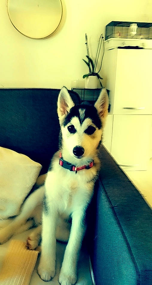 Nalla participe au concours pour gagner de l'argent avec cette photo : canis, carnivore, companion_dog, couch, dog, dog_breed, fawn, felidae, flooring, fur, happy, herding_dog, siberian_husky, sled_dog, small_to_medium_sized_cats, snout, tail, whiskers, wolf, working_animal