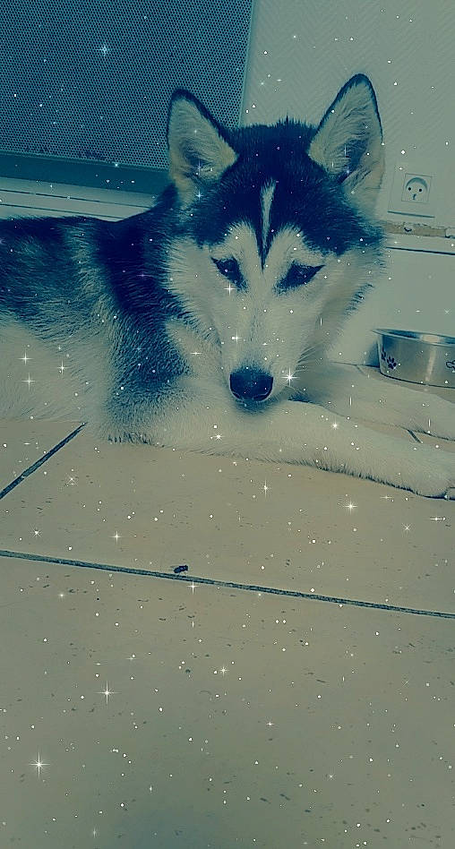 Nalla participe au concours pour gagner de l'argent avec cette photo : art, azure, canis, carnivore, dog, dog_breed, electric_blue, fur, graphics, hood, line, pattern, plant, snout, terrestrial_animal, tints_and_shades, tree, windshield, winter, wolf