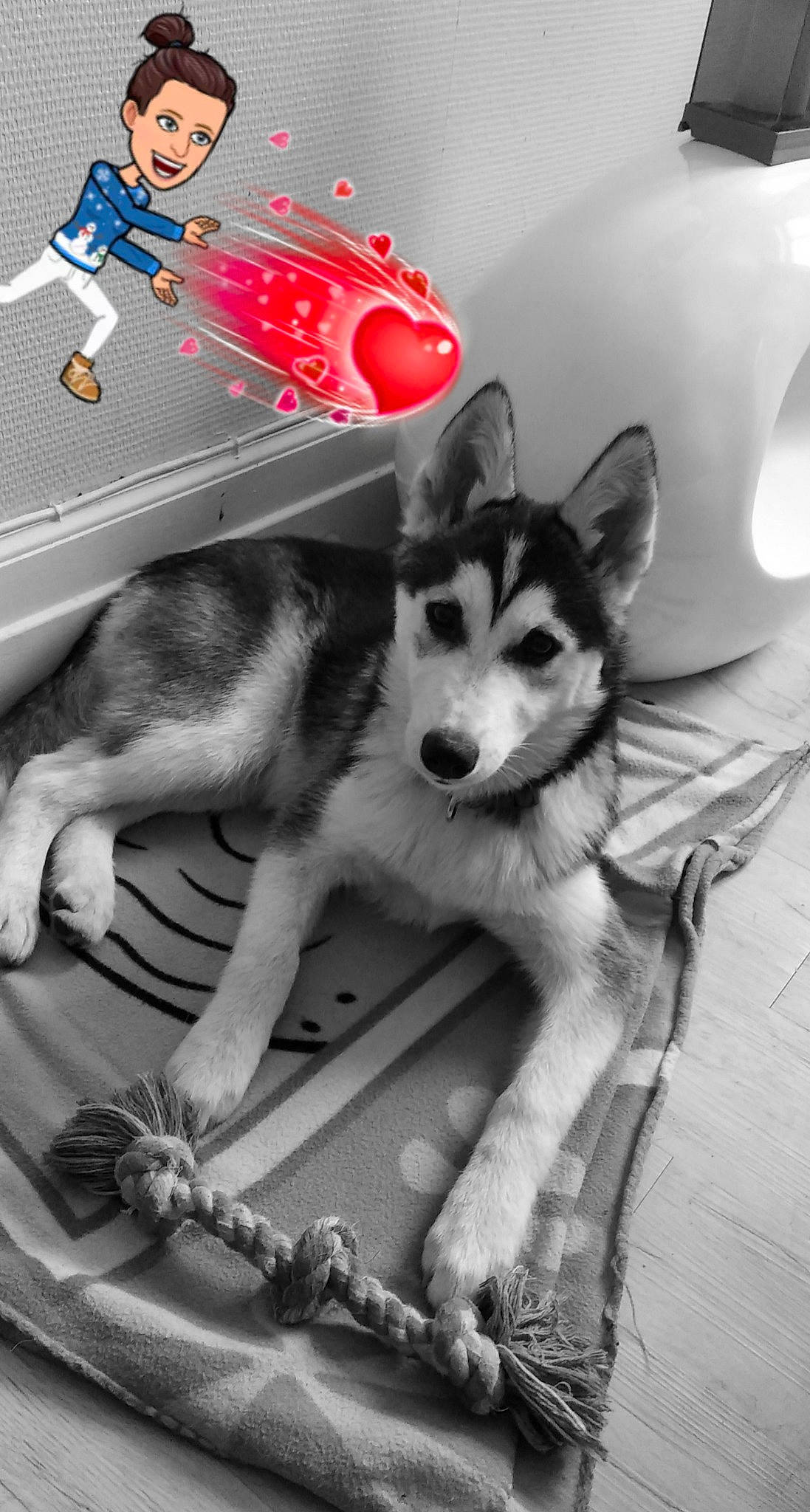 Nalla a rejoint le concours — aidez-le/la à gagner de superbes lots ! black_and_white, canidae, canis, carnivore, companion_dog, dog, dog_breed, fur, monochrome, monochrome_photography, paw, recreation, sled_dog, snapshot, snout, style, tail, whiskers, white, working_dog