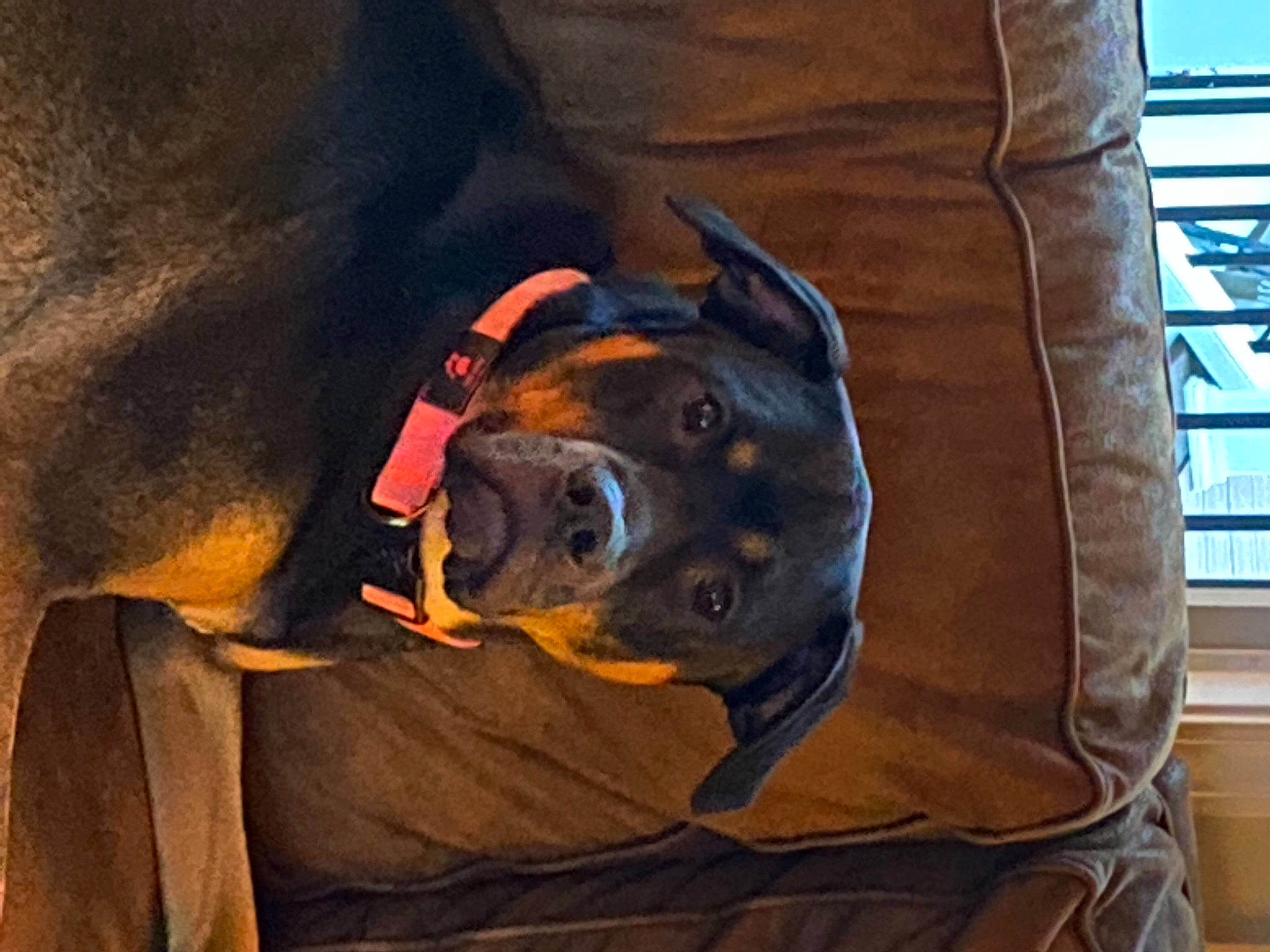 Juno is registered to the contest to win money with this photo: canidae, carnivore, comfort, companion_dog, couch, dobermann, dog, dog_breed, dog_supply, ear, fawn, guard_dog, houseplant, non_sporting_group, personal_protective_equipment, snout, sporting_group, whiskers, working_animal, working_dog