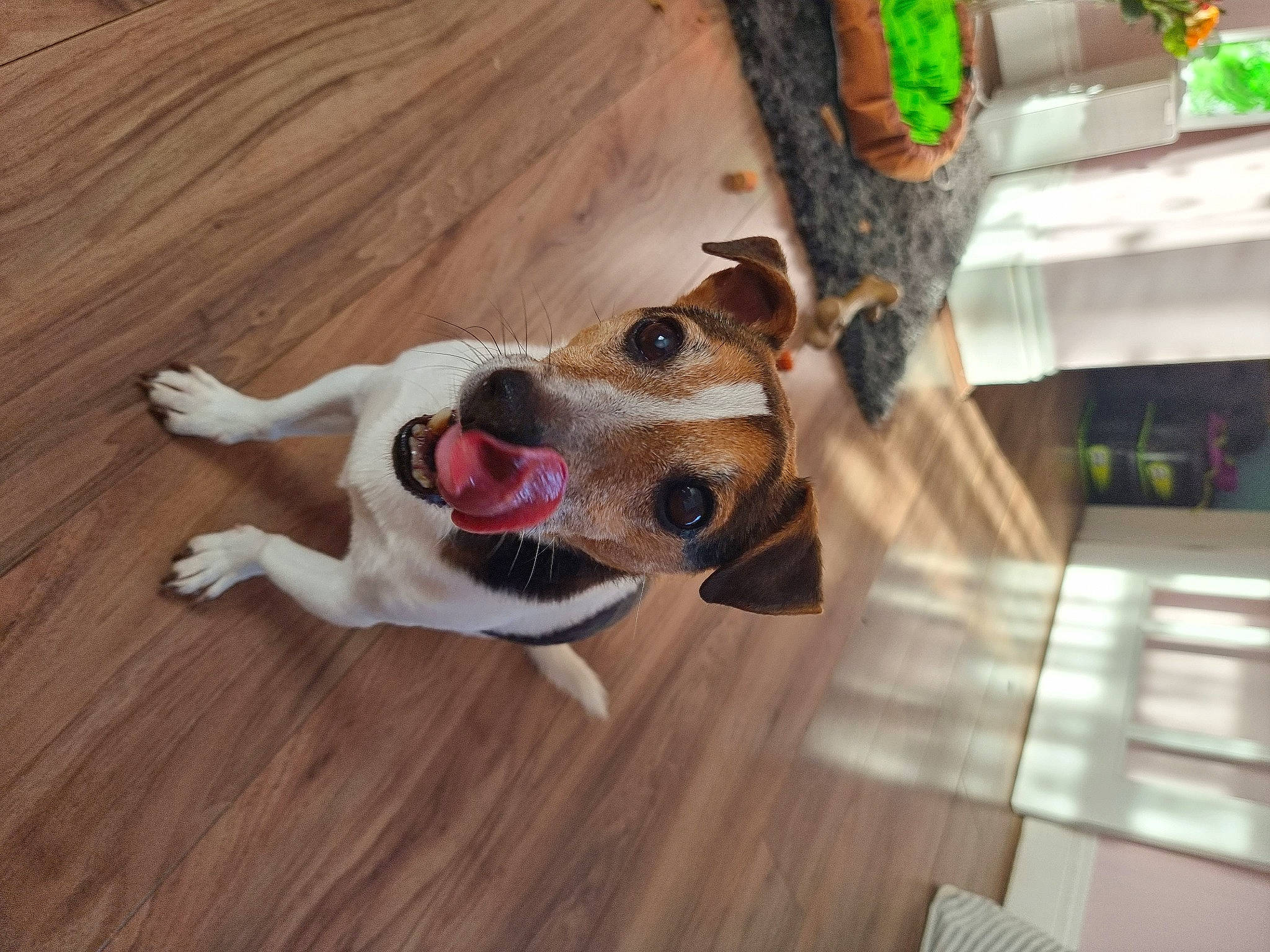 Presley Harley is registered to the contest to win money with this photo: carnivore, collar, companion_dog, dog, dog_breed, dog_collar, dog_supply, fawn, floor, flooring, hardwood, laminate_flooring, leash, paw, snout, window, wood, wood_flooring, wood_stain, working_animal