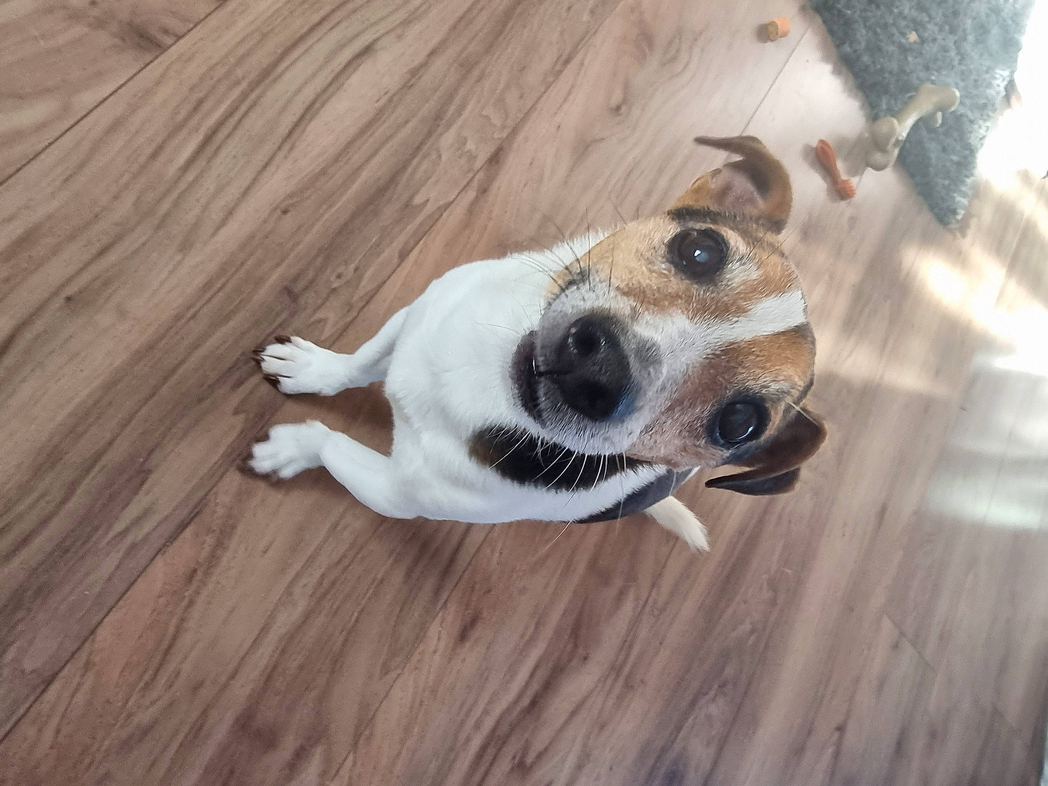 Presley Harley is registered to the contest to win money with this photo: carnivore, collar, companion_dog, dog, dog_breed, dog_collar, dog_supply, floor, flooring, hardwood, paw, pet_supply, plank, plywood, varnish, whiskers, wood, wood_flooring, wood_stain, working_animal