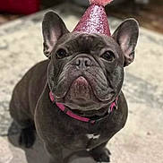 Remi is registered to the contest to win money with this photo: adorable, animal, brown_dog, celebration, collar, companion, cute, dog, ears, french_bulldog, fur, indoor, looking_up, nose, party_hat, pet, pink_hat, portrait, small_dog, whiskers