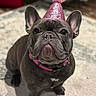 adorable, animal, brown_dog, celebration, collar, companion, cute, dog, ears, french_bulldog, fur, indoor, looking_up, nose, party_hat, pet, pink_hat, portrait, small_dog, whiskers