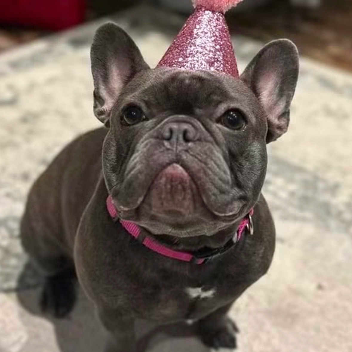 Remi is registered to the contest to win money with this photo: adorable, animal, brown_dog, celebration, collar, companion, cute, dog, ears, french_bulldog, fur, indoor, looking_up, nose, party_hat, pet, pink_hat, portrait, small_dog, whiskers