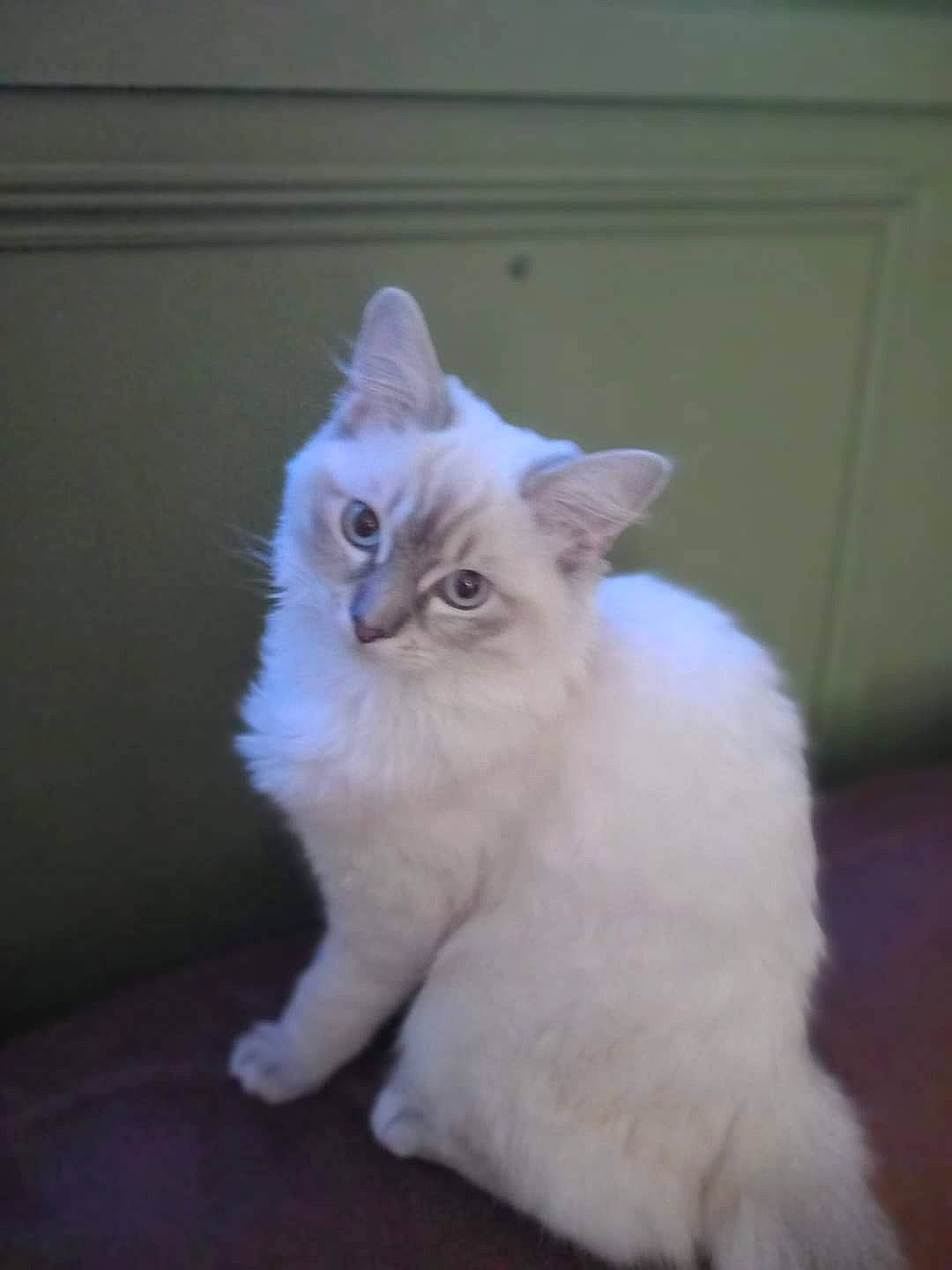 Bonnie is registered to the contest to win money with this photo: carnivore, cat, claw, comfort, fawn, felidae, fur, paw, sitting, small_to_medium_sized_cats, snout, tail, terrestrial_animal, whiskers