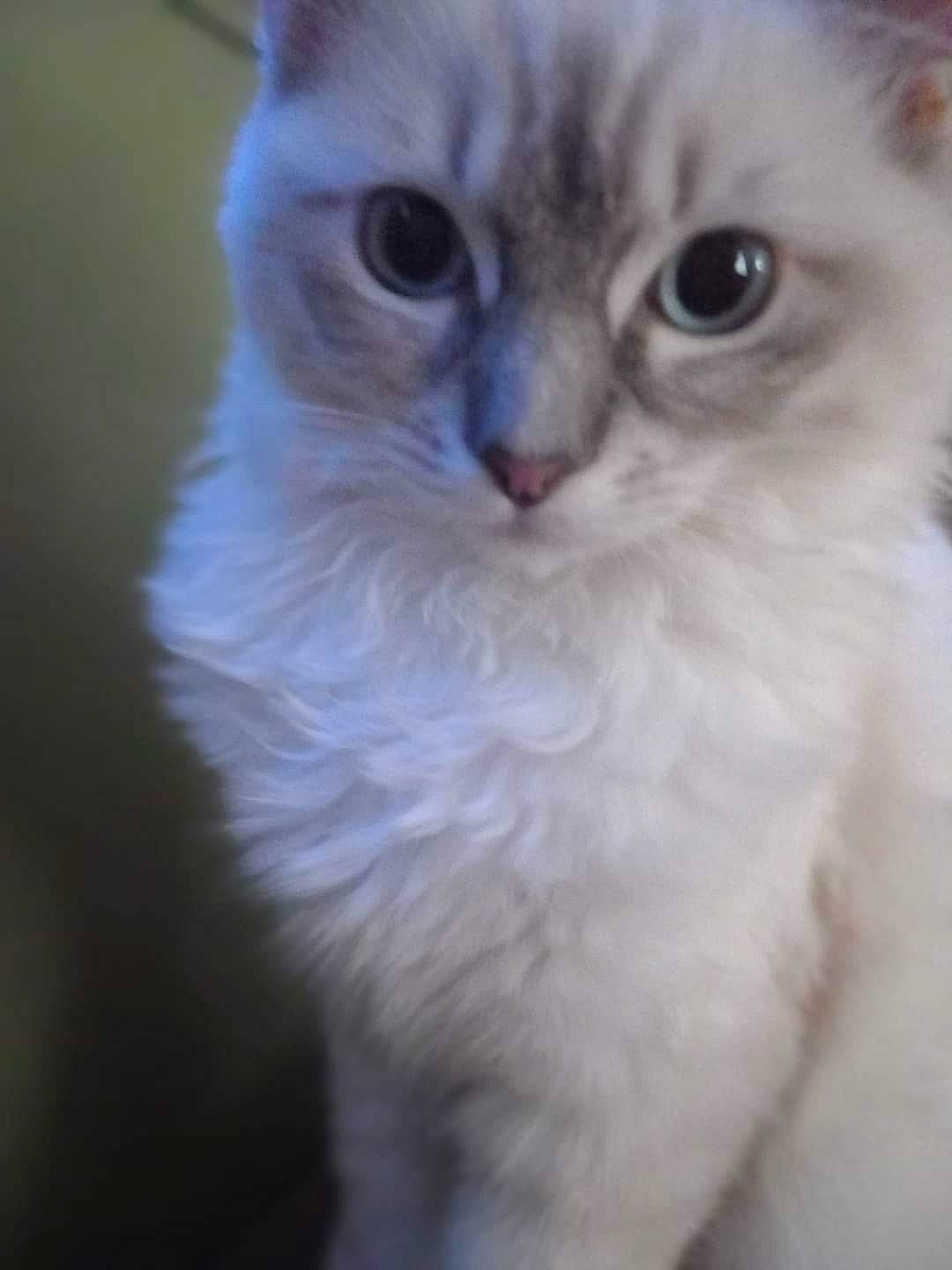 Bonnie joined the competition — help win amazing prizes! carnivore, cat, event, eye, felidae, fur, small_to_medium_sized_cats, terrestrial_animal, whiskers