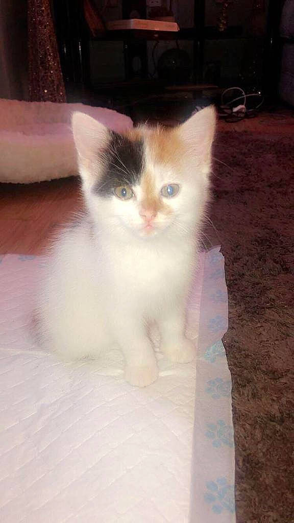 Luna is registered to the contest to win money with this photo: carnivore, cat, domestic_short_haired_cat, fawn, felidae, fur, iris, paw, small_to_medium_sized_cats, snout, tail, terrestrial_animal, whiskers