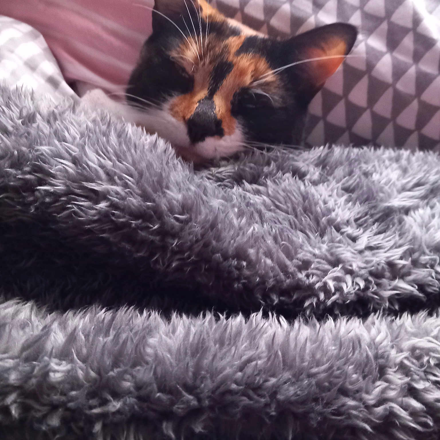 Jaffa Cake