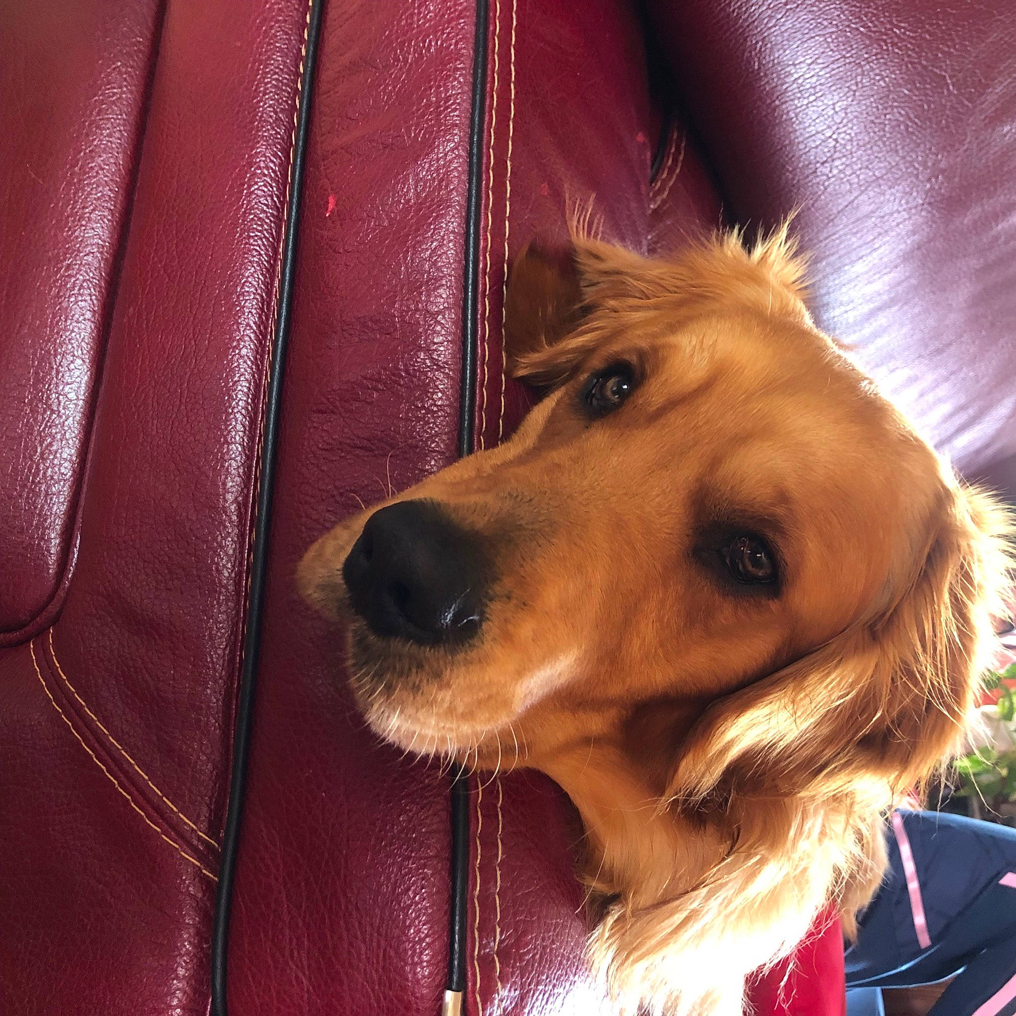 Tyron a rejoint le concours — aidez-le/la à gagner de superbes lots ! carnivore, collar, companion_dog, dog, dog_breed, dog_collar, ear, eyewear, fawn, fur, hair, happy, jaw, liver, pet_supply, smile, snout, sporting_group, whiskers, working_animal