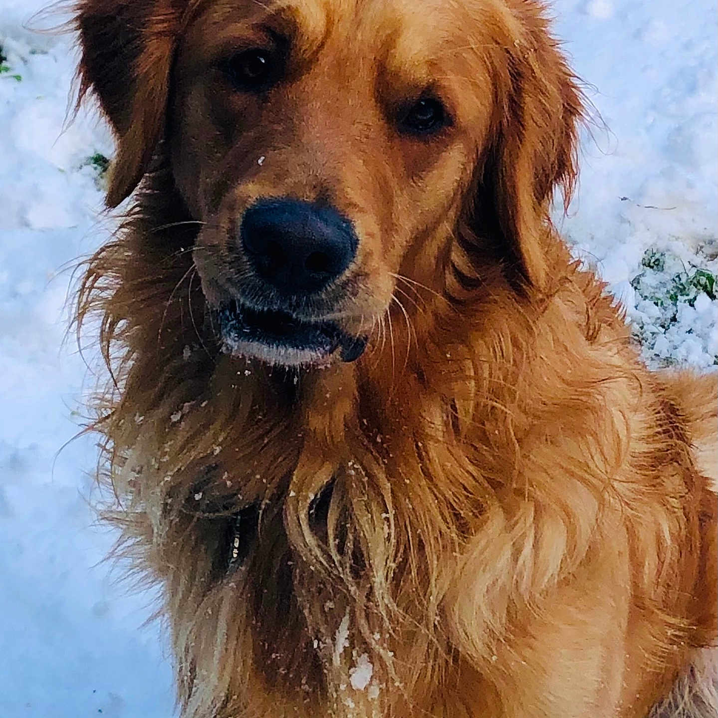 Tyron participe au concours pour gagner de l'argent avec cette photo : animal, canine, cockerspaniel, dog, goldenretriever, hound, pet, puppy