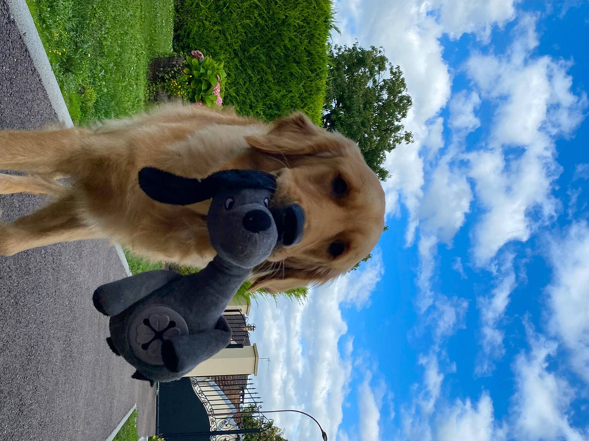 Tyron participe au concours pour gagner de l'argent avec cette photo : art, bovine, canidae, cloud, companion_dog, cumulus, dog, dog_breed, fawn, fur, grass, pack_animal, plant, sculpture, sky, snout, sporting_group, statue, tree, working_animal