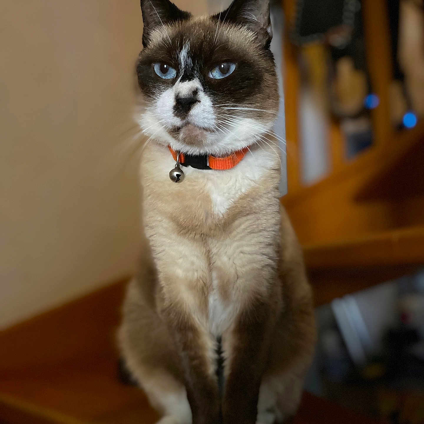 Maki Chassard participe au concours pour gagner de l'argent avec cette photo : animal, bell, blue_eyes, cat, closeup, collar, cute, domestic_cat, feline, focused, fur, house_pet, indoor, paws, pet, portrait, siamese_cat, sitting, whiskers, wooden_stairs