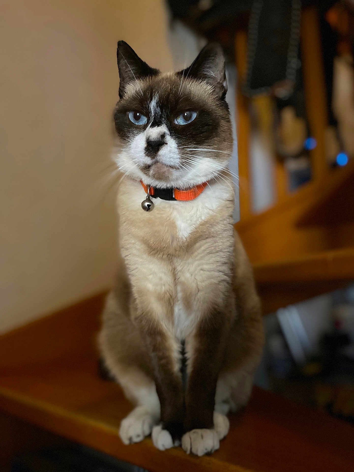 Maki Chassard participe au concours pour gagner de l'argent avec cette photo : cat, siamese_cat, blue_eyes, collar, bell, pet, animal, feline, indoor, wooden_stairs, portrait, sitting, whiskers, fur, paws, closeup, domestic_cat, house_pet, focused, cute